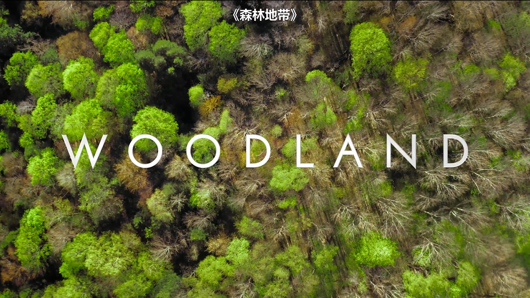 小小世界 Tiny World 第五集 林地 Woodland